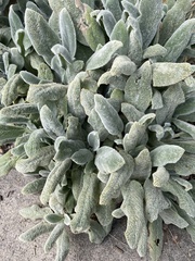 Stachys byzantina