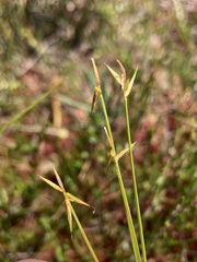 Carex pauciflora