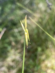 Carex pauciflora