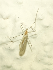 Erioptera