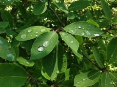 Ilex mucronata image