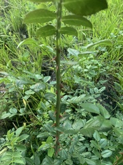 Rosa canina image