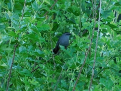 Dumetella carolinensis