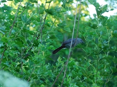 Dumetella carolinensis