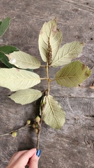 Quercus crassifolia image