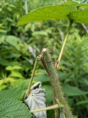 Oberea perspicillata