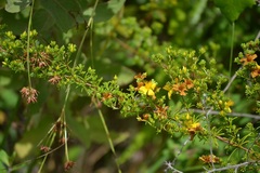 Hypericum brachyphyllum