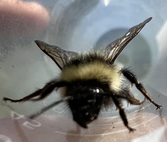 Bombus frigidus