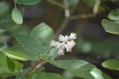 Clethra tomentosa