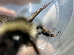 Bombus frigidus