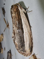 Truncaptera inopinata