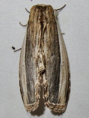 Truncaptera inopinata