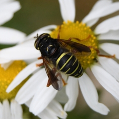 Spilomyia diophthalma