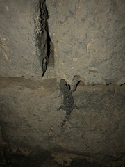 Tarentola delalandii