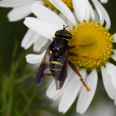 Spilomyia diophthalma