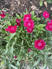 Dianthus barbatus