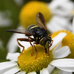Spilomyia diophthalma
