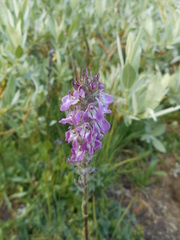 Pedicularis attollens