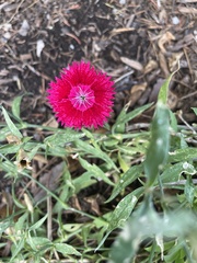 Dianthus barbatus