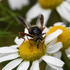 Spilomyia diophthalma