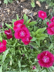 Dianthus barbatus
