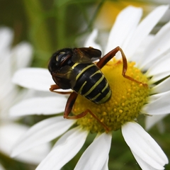 Spilomyia diophthalma