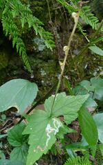 Phytomyza agromyzina group