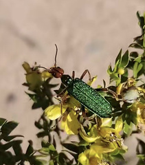 Eupompha fissiceps