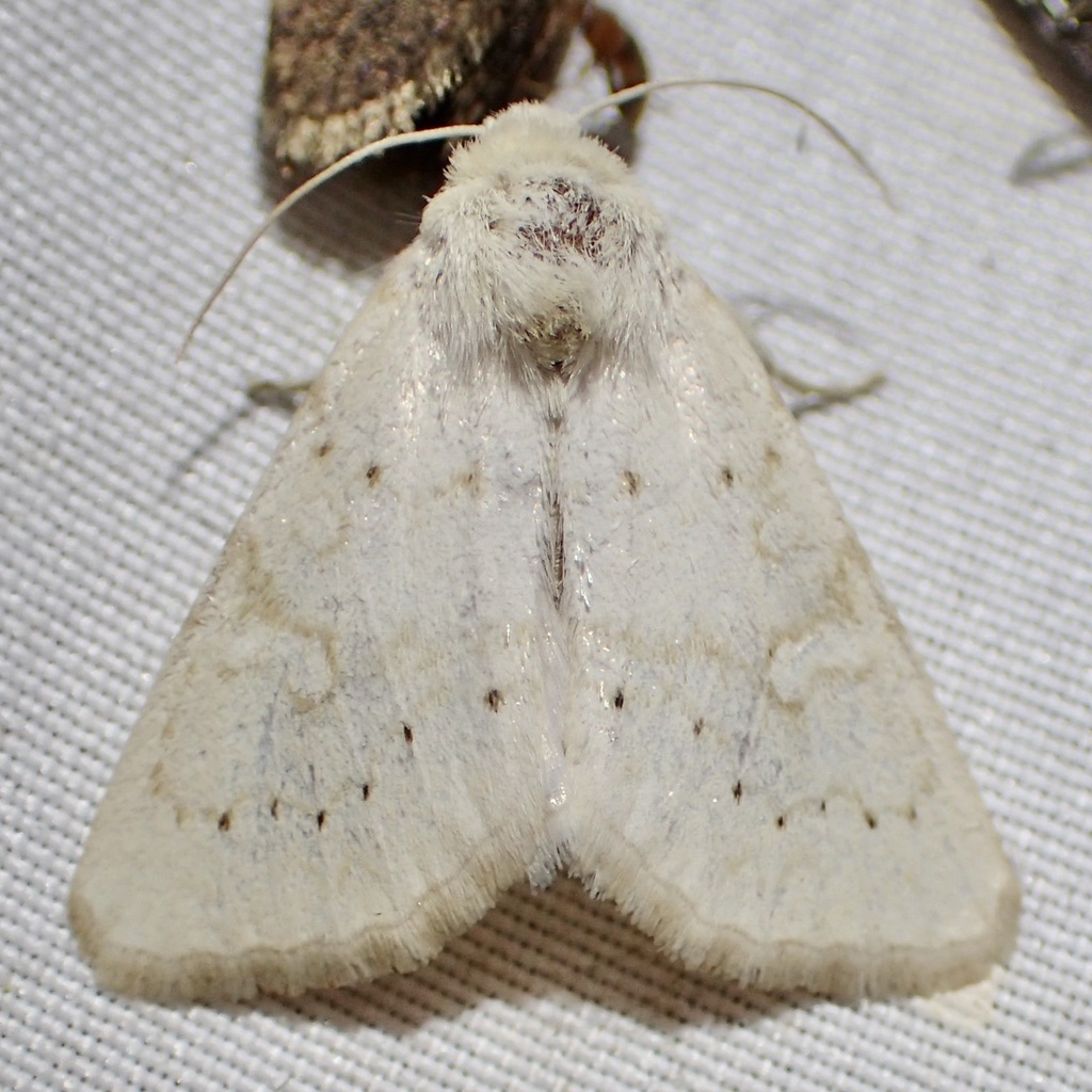 Oslaria pura