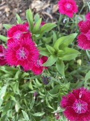 Dianthus barbatus