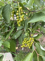 Prunus virginiana