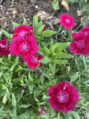 Dianthus barbatus