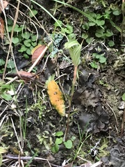 Pterostylis alobula