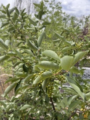 Prunus virginiana
