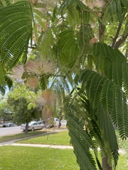 Albizia julibrissin