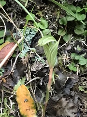 Pterostylis alobula