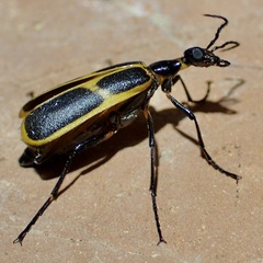 Pyrota obliquefascia