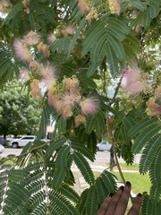Albizia julibrissin