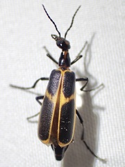 Pyrota obliquefascia