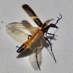 Pyrota obliquefascia