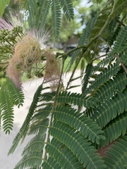 Albizia julibrissin