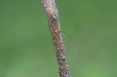 Cryphonectria parasitica