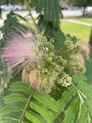 Albizia julibrissin