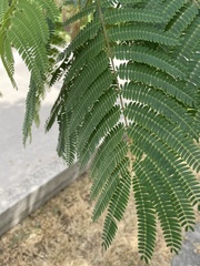 Albizia julibrissin