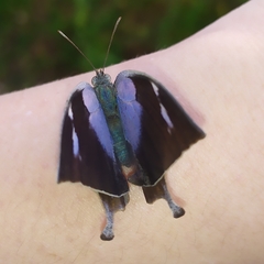 Memphis moruus