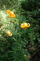 Lilium pardalinum wigginsii