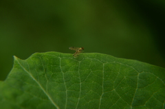 Chrysopilus modestus