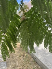 Albizia julibrissin