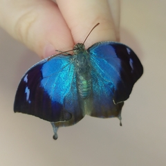 Memphis moruus