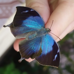Memphis moruus